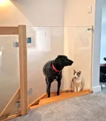 drzwi bramka przed psem i kotem