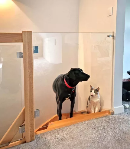 drzwi bramka przed psem i kotem